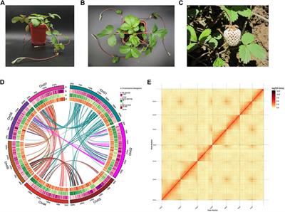 Chromosome-level genome assembly of Fragaria pentaphylla using PacBio and Hi-C technologies